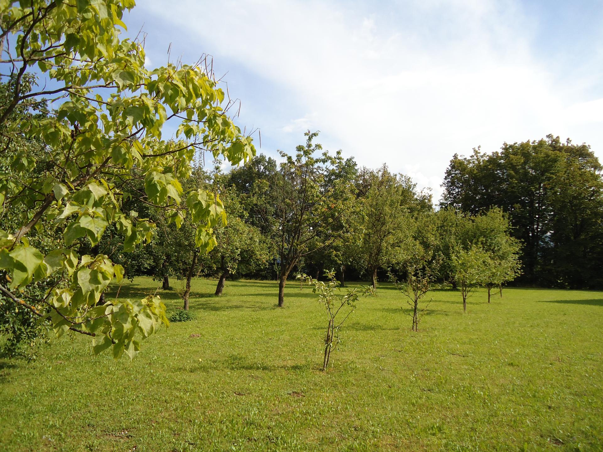 View from the orchard
