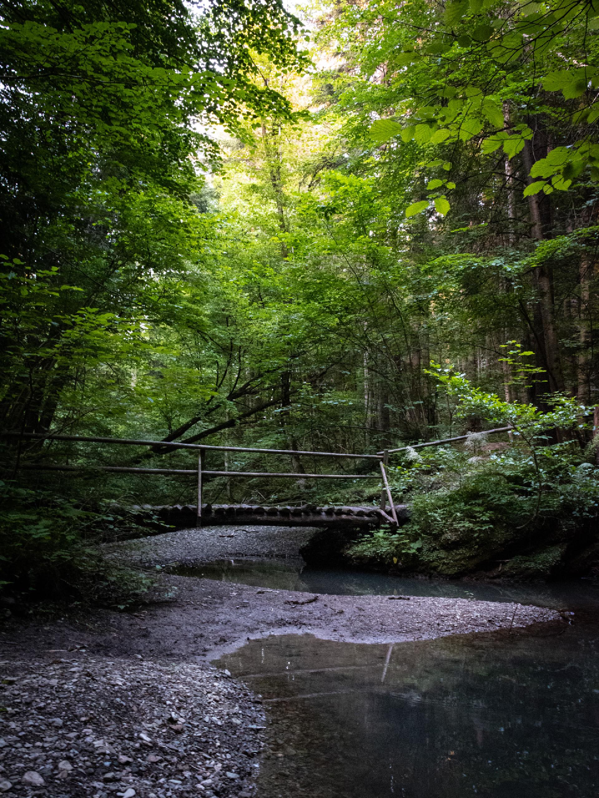 A wooded mountain trail in the Karavanke
